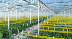 How AppHarvest, America’s Biggest Indoor Farm, Uses 90% Less Water