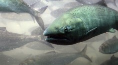 Bush Salmon Protection Plan Under Fire In Courts