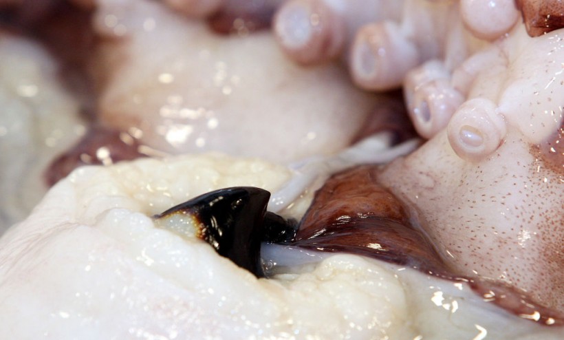 Giant Squid Defrosts At The Te Papa Museum