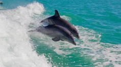 Science Times - Female Dolphins Have Functional Clitoris; New Study Reveals It’s Surprisingly Akin to That of Humans'