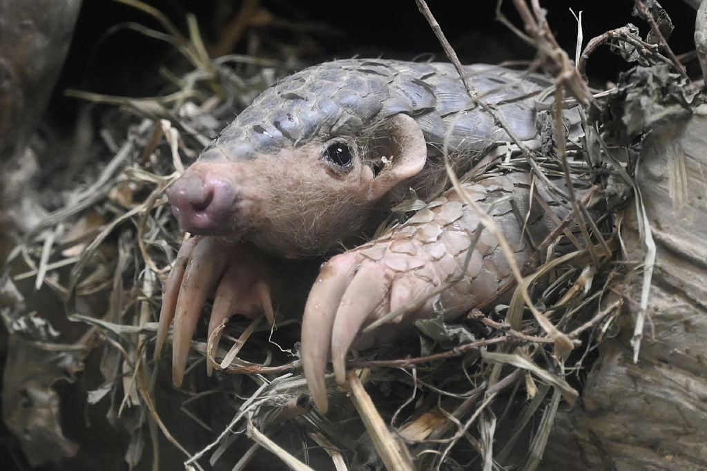 Youngest Fossil Remains of Pangolins Found in Europe Could Be A New Species  of the Animal | Science Times