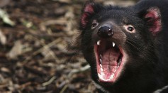 Tasmanian Devil Facing Disease Crisis