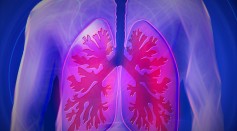  Human Lung Immune Cells Originate in the Liver Then Moves Up Via Bloodstream, Study Reveals