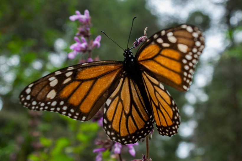 Science Times - Butterfly Wings: Why Do They Shimmer, Where Do Their Attractive Colors Come From?