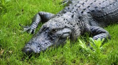  How to Live With Alligators in Florida? 8Ft Alligator Found in Family Swimming Pool Prompting Intervention From Experts