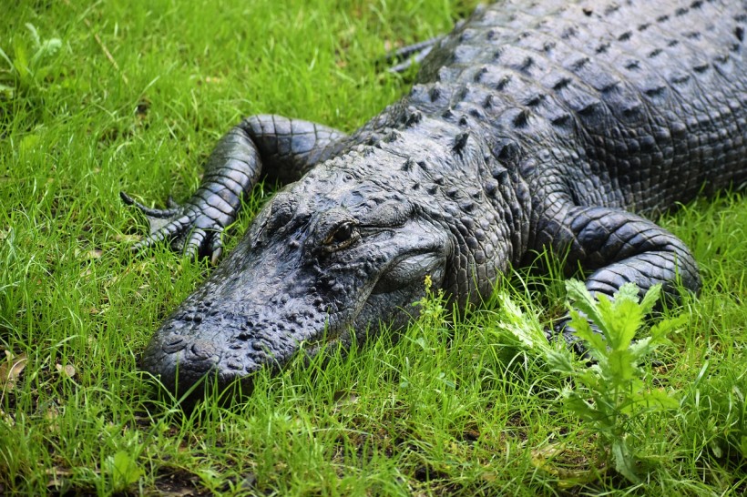  How to Live With Alligators in Florida? 8Ft Alligator Found in Family Swimming Pool Prompting Intervention From Experts