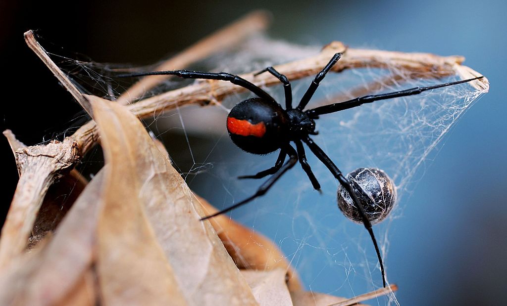 Are daddy long legs really the most venomous spider in the world? - Mirror  Online