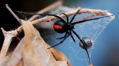 Science Times - The World’s Most Poisonous Spider: Expert Debunks Myth About Daddy Longlegs as Being Dangerous