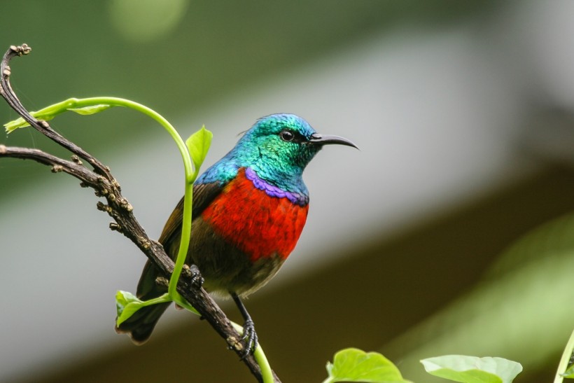  Sky Island Sunbirds Have Been Singing the Same Song For Up to A Million Years Despite Ecological Changes