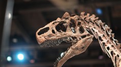  High-Tech Analysis on Dinosaur Fossils Could Tell Humans How to Live Sustainably, Deal With Current Climate Change
