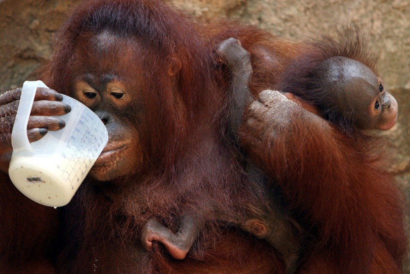 Jakarta Centre Rescues Orphaned Orangutans