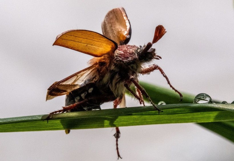 Science Times - Flight Speed Linked to Body Size in Animals: New Study Reveals How Tiny Feather Wing Beetle Flies at Accelerations