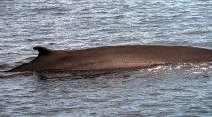 Science Times - How Does a ‘Trapdoor’ Help Fin Whales Lunge Through the Water with Mouth Wide Open, Without Choking, Drowning?