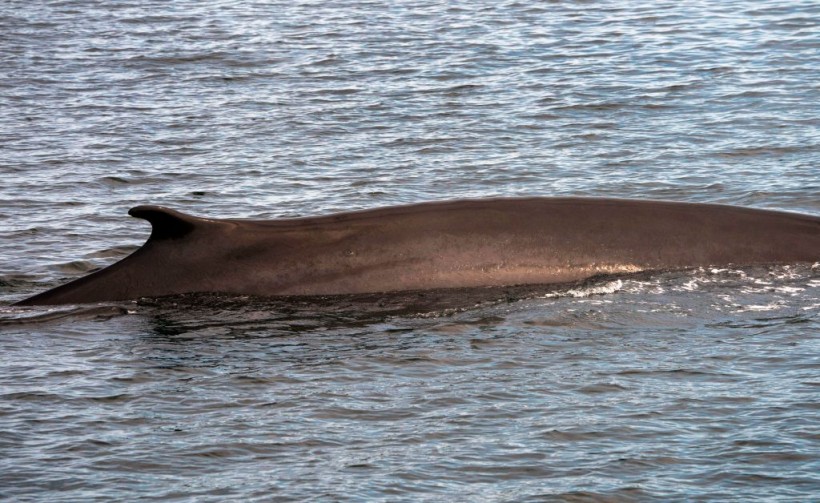 Science Times - ‘Oral Plug’: How Does a ‘Trapdoor,’ Made of Fat, Muscle Help a Fin Whale Lunge Through the Water with Mouth Wide Open Without Drowning?
