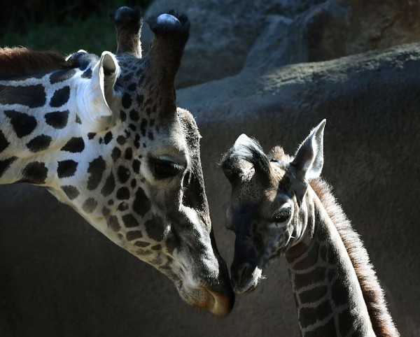 Noses know!  San Diego Zoo Wildlife Explorers