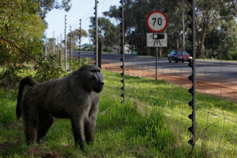 Rogue Baboons Become Menace In South Africa