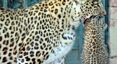 Science Times - Mother Jaguar Engages in Courtship to Shield Her Cub: A ‘Hide and Flirt’ Scheme Against ‘Infanticidal’ Males