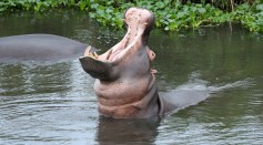 Science Times - Animal Behavior: New Study Reveals How Hippopotamuses Recognize Sounds, Both of Friends and Rivals