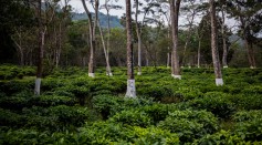 Science Times - Climate Change Could Be Delayed: Researchers Who Developed Mechanical Trees That Could Absorb Carbon Dioxide Tell Us How