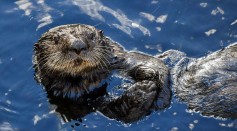  Otters in England Contaminated With Toxic 'Forever Chemicals' Which Implies A Chemical Cocktail of Pollutants in the River