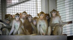 3 Recaptured Monkeys in Pennsylvania Killed; Cynomolgus Macaques Transported to CDC Lab Reportedly for ‘Mysterious Experiment’