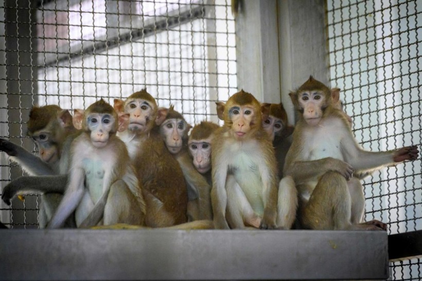 3 Recaptured Monkeys in Pennsylvania Killed; Cynomolgus Macaques Transported to CDC Lab Reportedly for ‘Mysterious Experiment’
