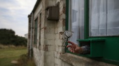 Migratory Birds Are Ringed At Yorkshire Wildlife Trust's Spurn Point