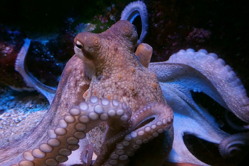  Did Octopus Came From the Outer Space? New Study Claims Meteor Impacts Brought These Eight-Armed Creatures to Earth