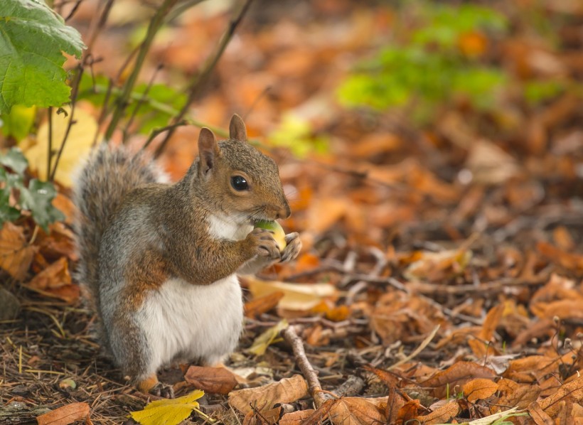  Hibernating Squirrels Can Teach Astronauts Metabolic Treat to Prevent Muscle Loss
