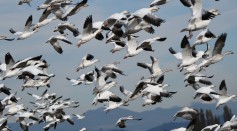  Earth's Magnetic Field Help Migratory Birds Know Which Direction to Head and How to Return to Nesting Sites