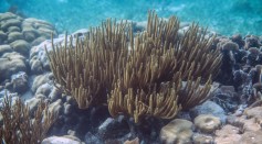 Science Times - Giant Coral Reef Discovered: Scientists Say, It's One of the World’s Hugest Ever Recorded Suggesting There Are More to Find at Greater Depth