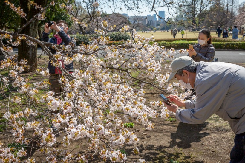 Science Times - UK Flowers Blooming the Entire Month? Researchers Discover a Worrisome Occurrence in More Than 400 Plant Species