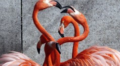 A pair of Caribbean flamingos extend the