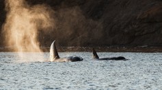 Two Killer Whales Swimming in the Ocean