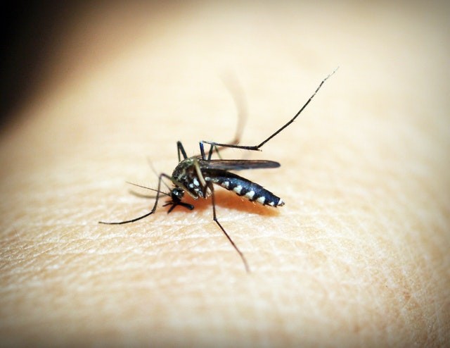 Science Times - Mosquitoes Use Color to Find Hosts Resulting in Diseases Including Dengue Fever, New Research Reveals