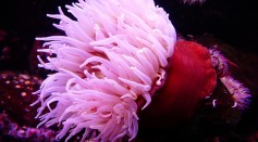  Australian Sea Anemone Contains Venom, Toxins That Can Be Used to Develop Therapeutic Drugs for Humans