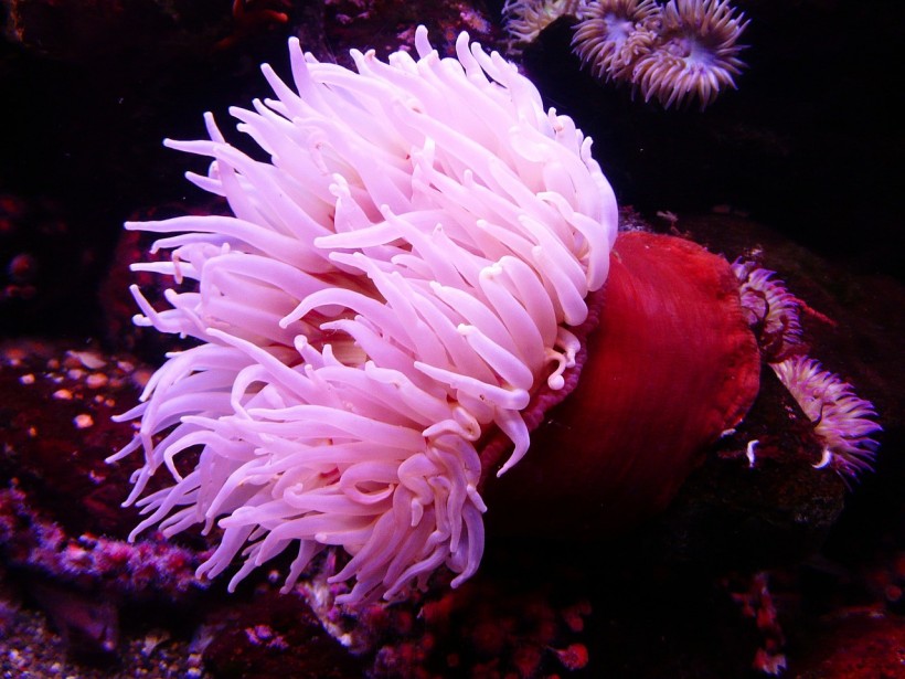  Australian Sea Anemone Contains Venom, Toxins That Can Be Used to Develop Therapeutic Drugs for Humans