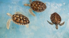 Science Times - Marine Pollution Causes Sea Turtles to Die; Study Reveals Tons of Plastic Trashes Eaten by these Creatures