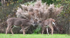 Science Times - White-tailed Deer in State Island Test Positive With COVID-19 Omicron Variant; First Time the Strain Is Detected in Wild Animals