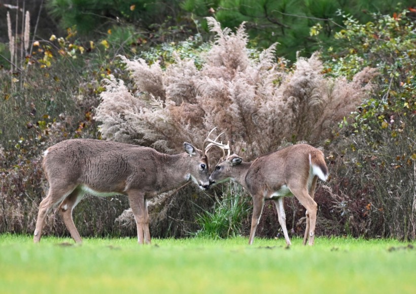 Science Times - White-tailed Deer in State Island Test Positive With COVID-19 Omicron Variant; First Time the Strain Is Detected in Wild Animals