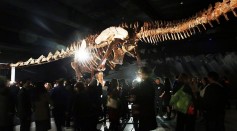 https://www.gettyimages.com/detail/news-photo/replica-of-one-of-the-largest-dinosaurs-ever-discovered-is-news-photo/504972810?adppopup=true