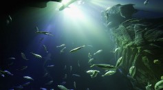 Sea Life Aquarium Presstour