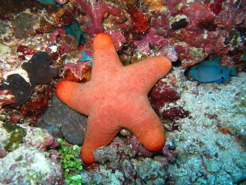  Some Starfish Have Diamondlike Bone Structure To Compensate For Its Intrinsic Weakness