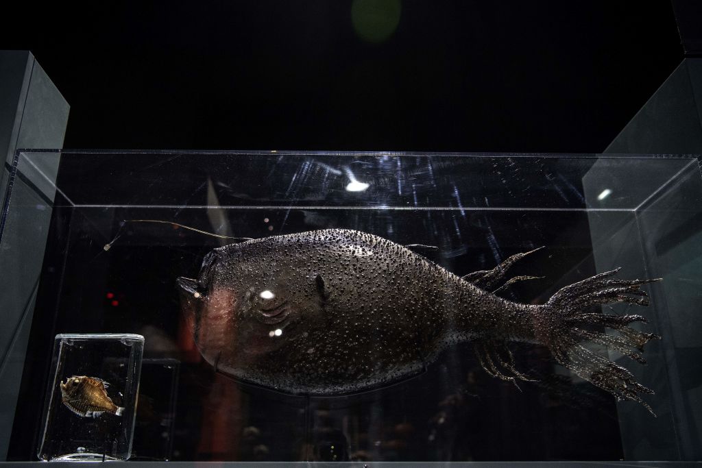 Deep-Sea Anglerfish Species Dubbed As 'Sea Monster' Found in San Diego  Beach