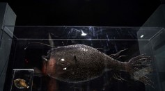 Science Times - Deep-Sea Anglerfish Species Discovered on a San Diego Beach; Discoverer Describes It as a ‘Sea Monster’