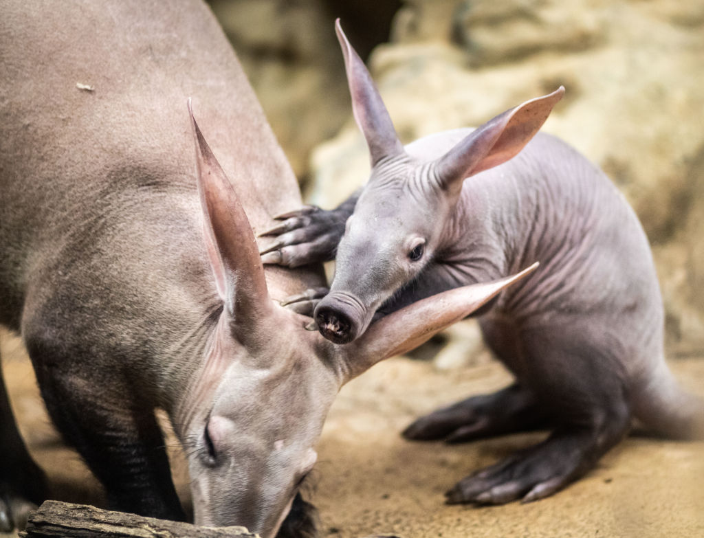 germany-animals-zoo-aardvark.jpg