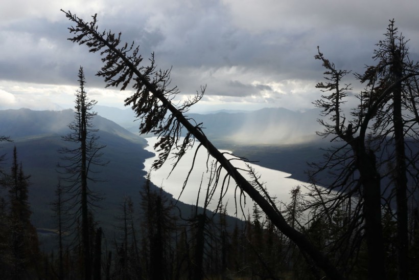 Montana Forests Struggle With Climate Change