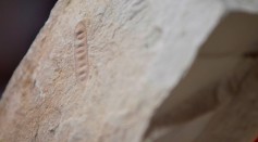 Science Times - Ancient Plant Fossil Find Reported in Washington Now Described in New Study; Paleobotanists Prompted to Solve ‘Paleobotanic Mystery'