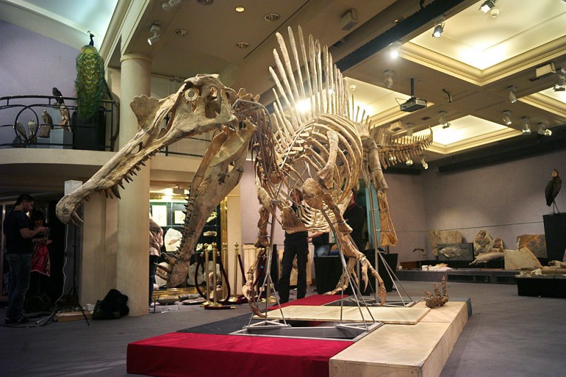 A 100-million-year, eight-meter long Spi