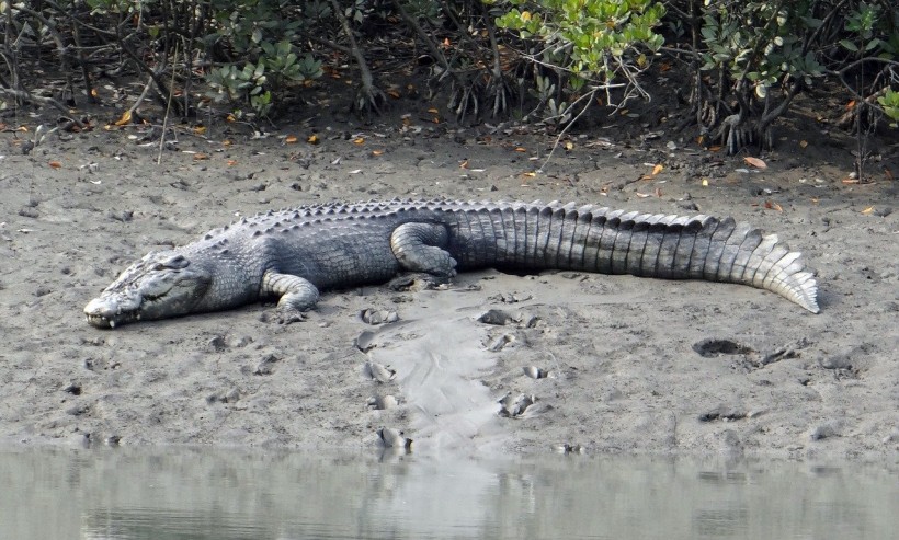  What To Do When Faced With A Croc? 6.5ft Saltwater Crocodile Seen Cruising Through A Popular Swimming Spot